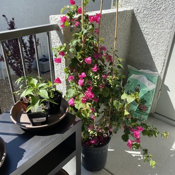 Star Nursery - Nurseries & Gardening Near Me - Las Vegas, Nevada Star Nursery - Nurseries & Gardening Near Me - Las Vegas, Nevada