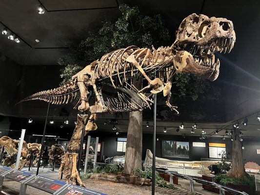 Museum of the Rockies by null