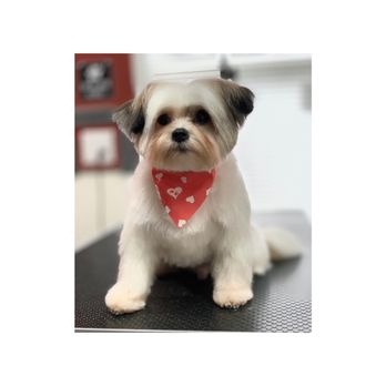 Grooms By Lorena - Pet Groomers Near Me Grooms By Lorena - Pet Groomers Near Me