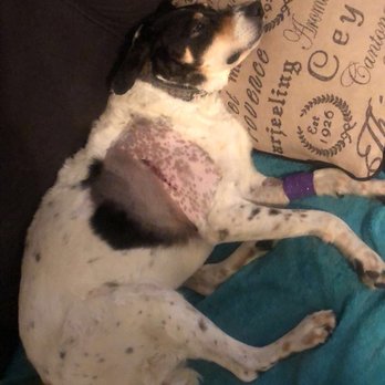 Countryside Veterinary Clinic - Tumor removal that I learned was not necessary - Veterinarians Near Me - Charles Town, West Virginia Countryside Veterinary Clinic - Tumor removal that I learned was not necessary - Veterinarians Near Me - Charles Town, West Virginia