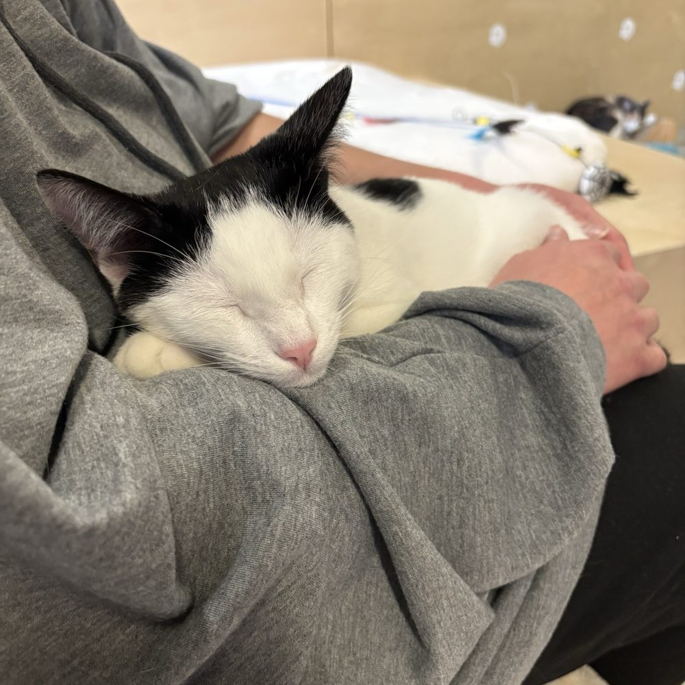 CatCafe Lounge - The sleepy cat - Community Service/Non-Profit Near Me - Marina del Rey, California CatCafe Lounge - The sleepy cat - Community Service/Non-Profit Near Me - Marina del Rey, California
