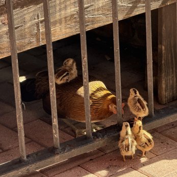 Stinkin Crawfish Key West - Chickens on the patio - Cajun/Creole Near Me - Key West, Florida Stinkin Crawfish Key West - Chickens on the patio - Cajun/Creole Near Me - Key West, Florida