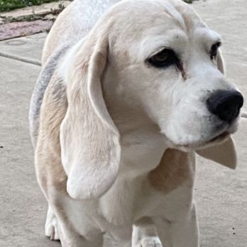 CodaPet - Fresno - Greta - Veterinarians Near Me