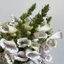 Flower Market - Flowers in the store