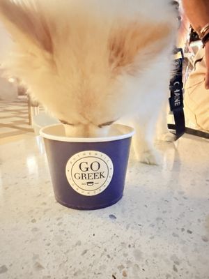 Go Greek Yogurt by null