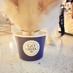 Go Greek Yogurt