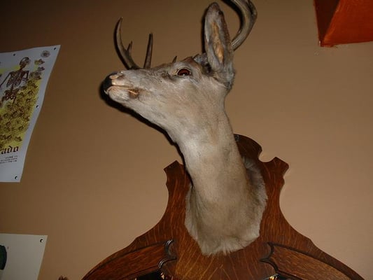 Photo of Revolution Rock Bar - Boston, MA, US. heavy metal deer