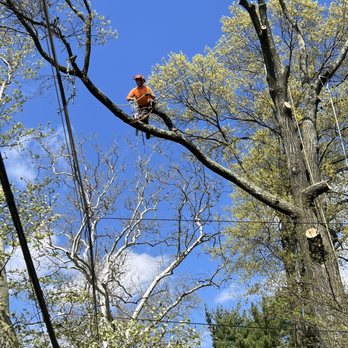 West Penn Tree Service - Tree Services Near Me - Irwin, Pennsylvania West Penn Tree Service - Tree Services Near Me - Irwin, Pennsylvania