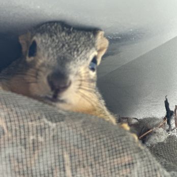 MI6 Home Inspections - Rodent intrusion - Home Inspectors Near Me - Flower Mound, Texas MI6 Home Inspections - Rodent intrusion - Home Inspectors Near Me - Flower Mound, Texas