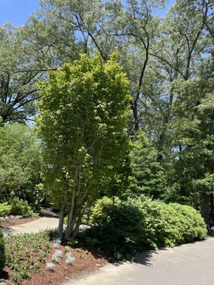Dixon Gallery & Gardens by null