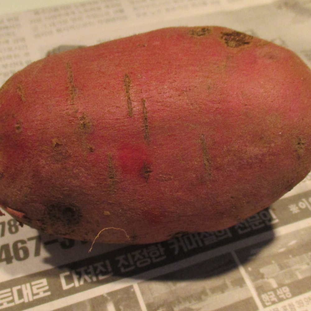 Gigi's Oriental Market - Japanese red potato - International Grocery Near Me - Lakeland, Florida Gigi's Oriental Market - Japanese red potato - International Grocery Near Me - Lakeland, Florida
