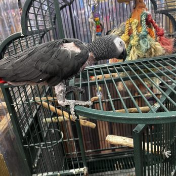 Monkey Shack - Pet Stores Near Me - Panama City Beach, Florida