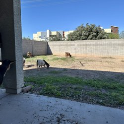 Goat Patrol