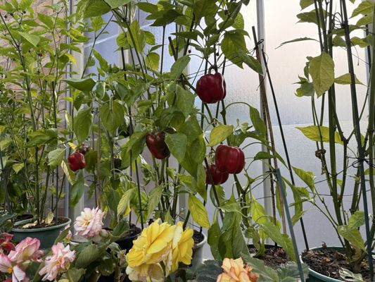 Auckland Domain by null