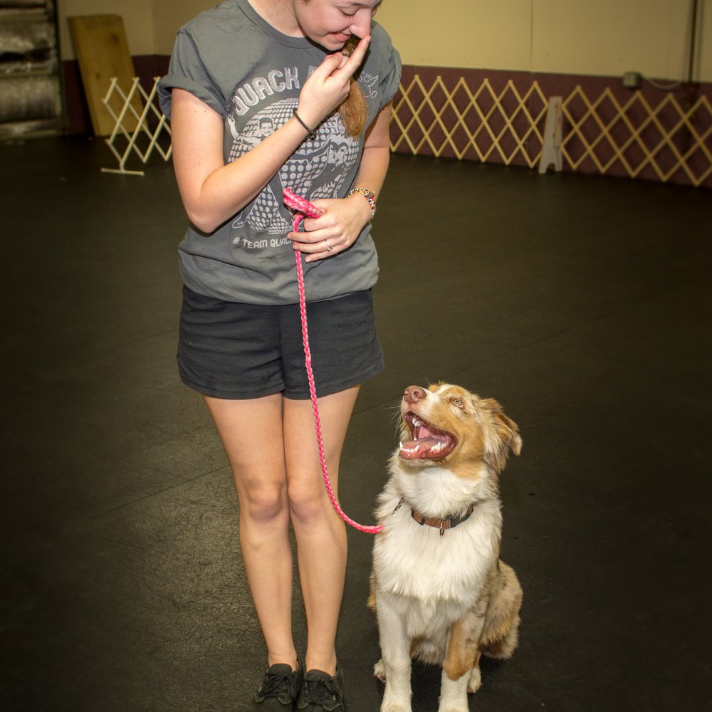 Das Hund Haus - Pet Training Near Me - Lakeland, Florida Das Hund Haus - Pet Training Near Me - Lakeland, Florida