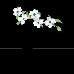 Dogwood Comprehensive Dentistry 