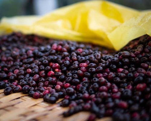 OB Beans Coffee Roasters by null