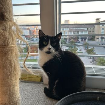 The Comforted Kitty - Meowy, the super shy one - Pet Sitting Near Me The Comforted Kitty - Meowy, the super shy one - Pet Sitting Near Me
