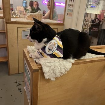 NEKO: A Cat Cafe - Themed Cafes Near Me - Seattle, Washington