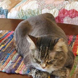 My long-haired cat after kitty spa day. She's been shaved and is now one cool and clean cat