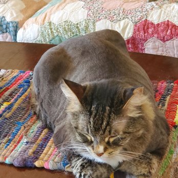Kano's Pet Grooming  Mobile Service - My long-haired cat after kitty spa day. She's been shaved and is now one cool and clean cat - Pet Groomers Near Me