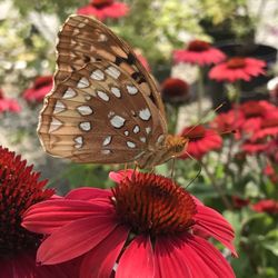 Carbajal's Garden Center - Coneflowers are an attractive food source for pollinators and are available in a beautiful array of colors to spruce up your garden.