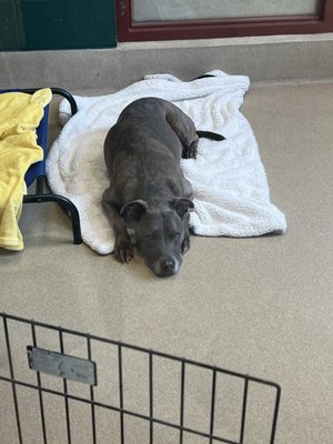 SPCA of Wake County by null