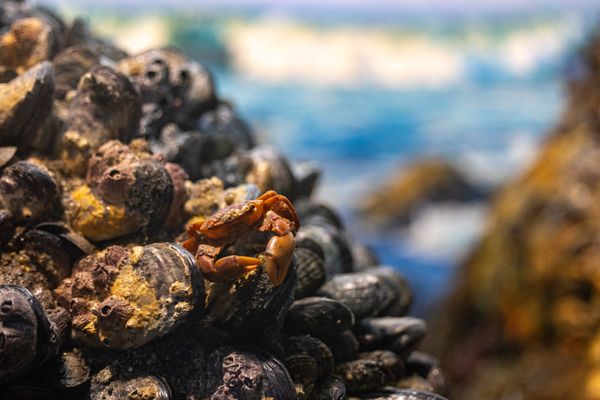 Santa Barbara Museum of Natural History by null