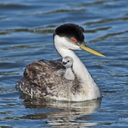 Eyes of the Wild - Western grebe with chick.