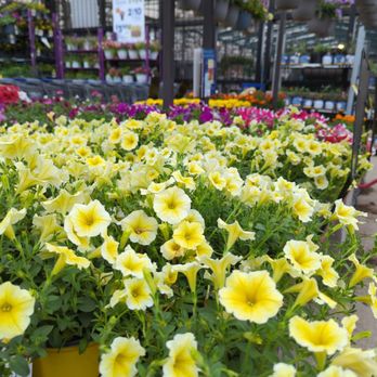 Lowe's Home Improvement - these should liven up the planters this spring - Hardware Stores Near Me - Allen, Texas