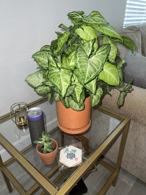 The Botanical Bar by null