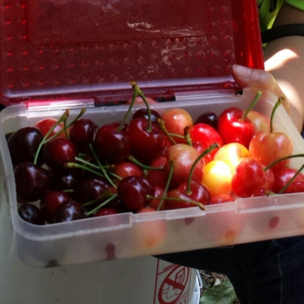 After an hour of picking. Thumbs down!