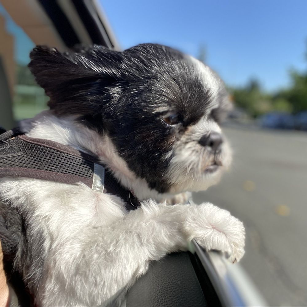 TOP 10 BEST Boston Terrier Rescue in San Francisco, CA - Updated