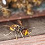 Photo of 911 Pest Defense