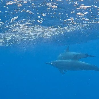 Kauai Sea Tours - Dolphins - Boating Near Me - Eleele, Hawaii