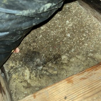 The Inspection House - Mold - Home Inspectors Near Me The Inspection House - Mold - Home Inspectors Near Me