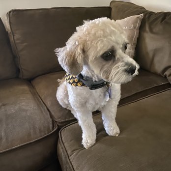 Pampered Pooch  - Pet Groomers Near Me - Bridgewater, Massachusetts