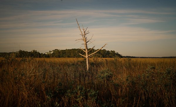 Skidaway Island State Park by null