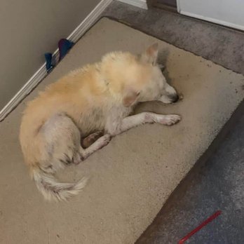 Douglas County Canine Rescue - This is when DCCR rescued him from being euthanized - Animal Shelters Near Me - Castle Rock, Colorado Douglas County Canine Rescue - This is when DCCR rescued him from being euthanized - Animal Shelters Near Me - Castle Rock, Colorado