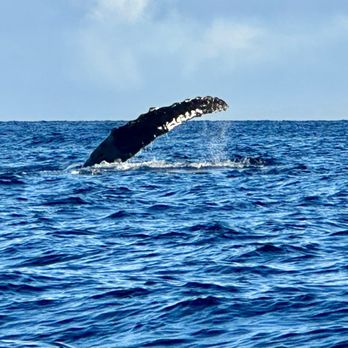 Makai Adventures - Boat Charters Near Me - Lahaina, Hawaii
