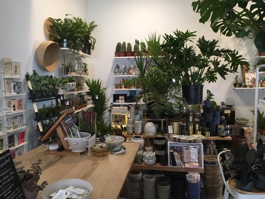 The ZEN Succulent by null