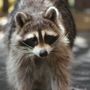 Photo of Out Right Wildlife Solutions