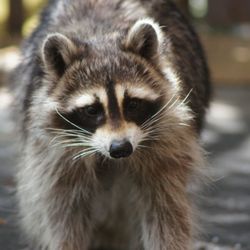Out Right Wildlife Solutions