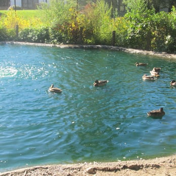 Cosley Zoo - Duck Pond - Zoos Near Me - Wheaton, Illinois