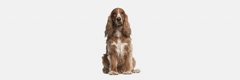 Goose's Coop - pet boarding facility in Blaine, TN