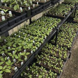 Shonnard’s - Large selection of vegetables starts in spring from beans to zucchinis.