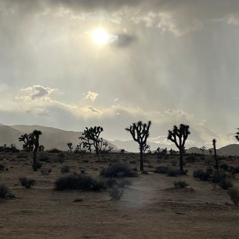 Joshua Tree National Park - Joshua trees! They're everywhere. The day I came I drove through a desert sunshower, cloudy and some rain but sun out the whole time. - Parks Near Me - Joshua Tree, California Joshua Tree National Park - Joshua trees! They're everywhere. The day I came I drove through a desert sunshower, cloudy and some rain but sun out the whole time. - Parks Near Me - Joshua Tree, California