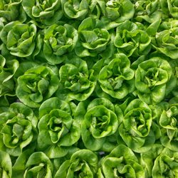 Beautiful Green Butter Lettuce!