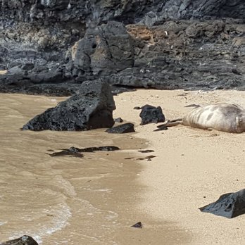 Capt Andy's - Monk Seal - Boat Tours Near Me - Ele'ele, Hawaii