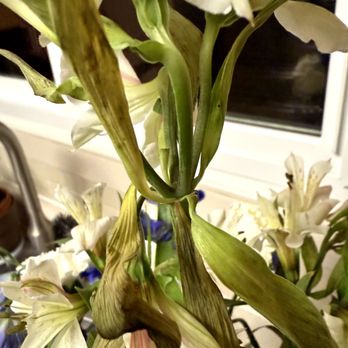 Designs By Guzzardos - Stems and leaves turning brown practically dead when delivered - Florists Near Me - Melrose Park, Illinois